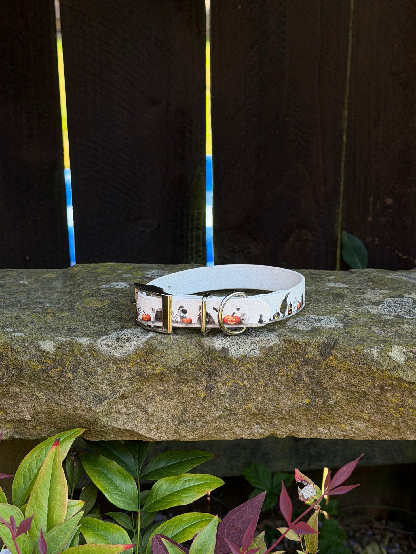 Ready to Ship Collars- Small and Medium